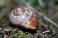 Cepaea nemoralis