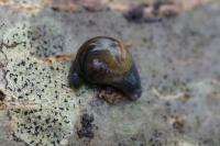Vitrina pellucida