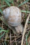 Helix pomatia
