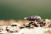 Clausilia bidentata