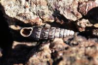 Clausilia bidentata