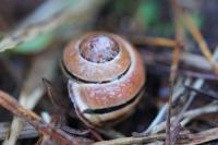 Cepaea nemoralis