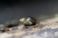 Physella acuta