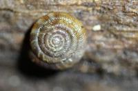 Gonyodiscus rotundatus