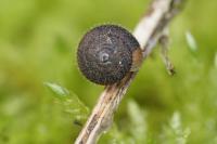 Trochulus hispidus