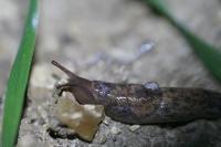 Deroceras reticulatum