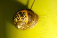 Cornu aspersum
