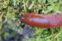 Arion ater rufus