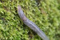 Lehmannia marginata