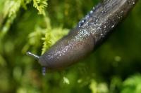Limax cinereoniger