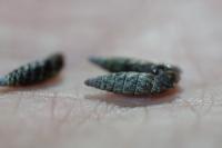 Clausilia bidentata