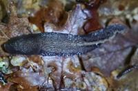 Limax cinereoniger