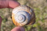 Helix pomatia