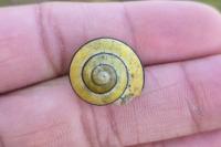 Cepaea nemoralis