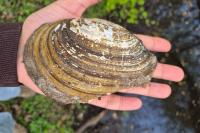 Anodonta cygnea