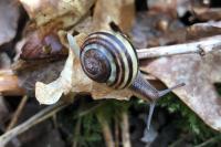 Cepaea hortensis