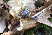 Cepaea hortensis