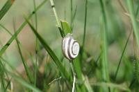 Helicella itala