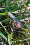 Cepaea hortensis