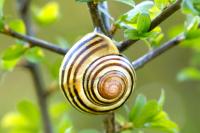 Cepaea hortensis