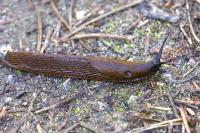 Arion ater rufus
