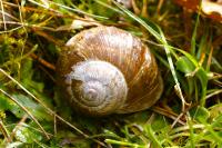 Helix pomatia