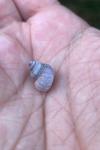 Pomatias elegans