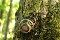 Cepaea nemoralis