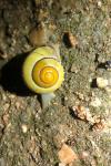 Cepaea hortensis