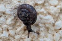 Trochulus hispidus