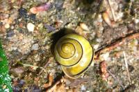 Cepaea hortensis
