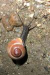 Cepaea nemoralis