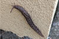 Limax maximus