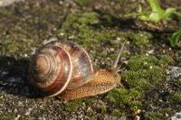 Helix lucorum