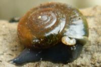 Oxychilus draparnaudi