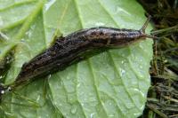 Limax maximus