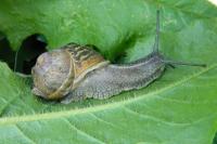 Cornu aspersum