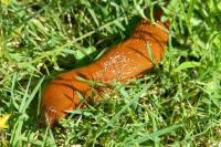 Arion ater rufus