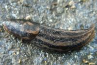 Limax maximus