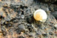 Vitrina pellucida