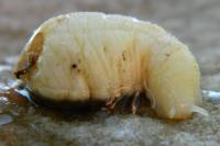 Testacella haliotidea