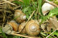Helix pomatia