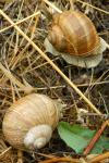 Helix pomatia