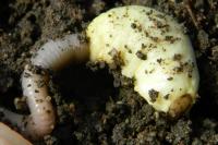 Testacella haliotidea