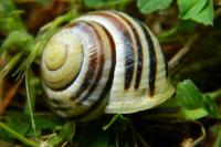Cepaea hortensis