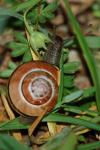 Cepaea nemoralis