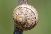 Cornu aspersum