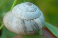Cernuella neglecta