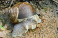 Helix pomatia