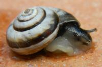 Cernuella neglecta